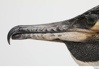 Bird  9 beak head 0005.jpg